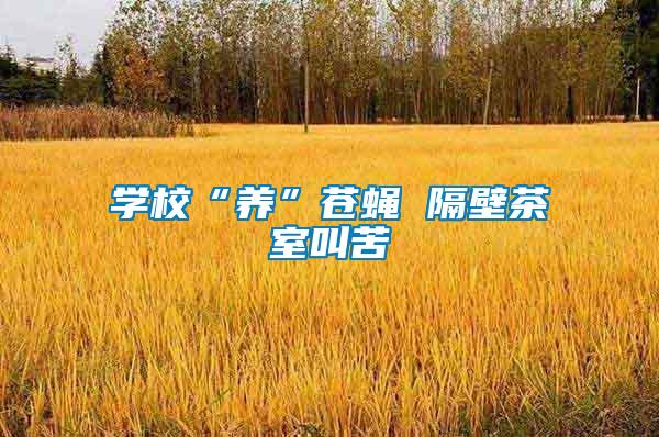 學校“養”蒼蠅 隔壁茶室叫苦