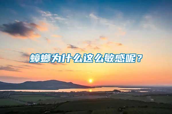 蟑螂為什么這么敏感呢？
