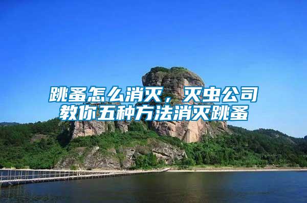 跳蚤怎么消滅，滅蟲公司教你五種方法消滅跳蚤