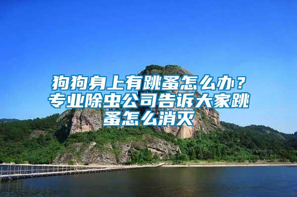 狗狗身上有跳蚤怎么辦？專業除蟲公司告訴大家跳蚤怎么消滅