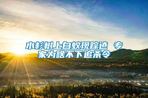 水杉樹上白蟻現蹤跡 專家為啥不下追殺令