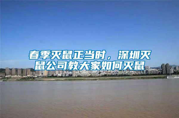 春季滅鼠正當(dāng)時(shí)，深圳滅鼠公司教大家如何滅鼠