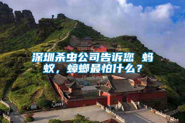 深圳殺蟲(chóng)公司告訴您 螞蟻，蟑螂最怕什么？
