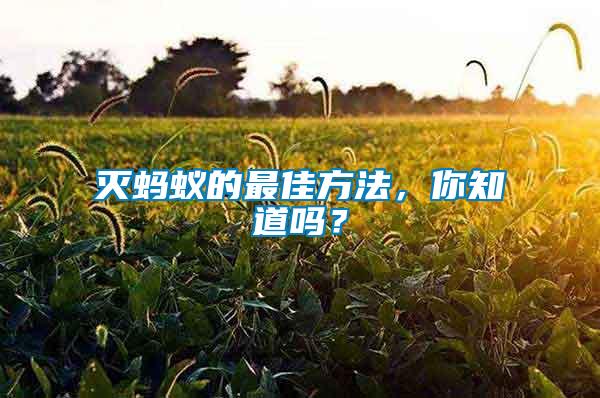 滅螞蟻的最佳方法，你知道嗎？
