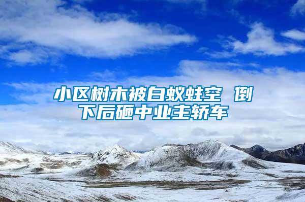 小區樹木被白蟻蛀空 倒下后砸中業主轎車