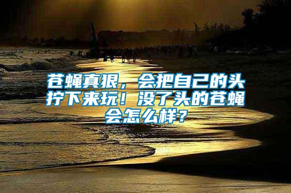 蒼蠅真狠，會把自己的頭擰下來玩！沒了頭的蒼蠅會怎么樣？