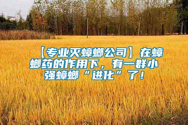 【專業滅蟑螂公司】在蟑螂藥的作用下，有一群小強蟑螂“進化”了！