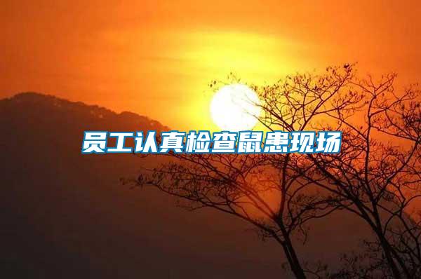 員工認真檢查鼠患現場