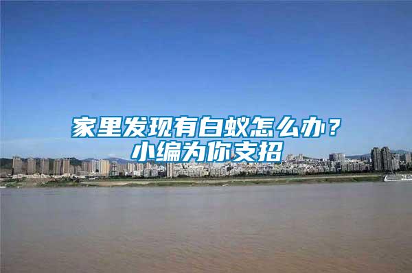 家里發現有白蟻怎么辦？小編為你支招