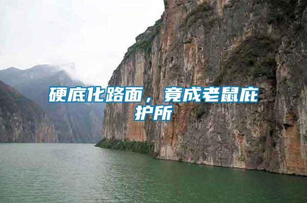 硬底化路面，竟成老鼠庇護所