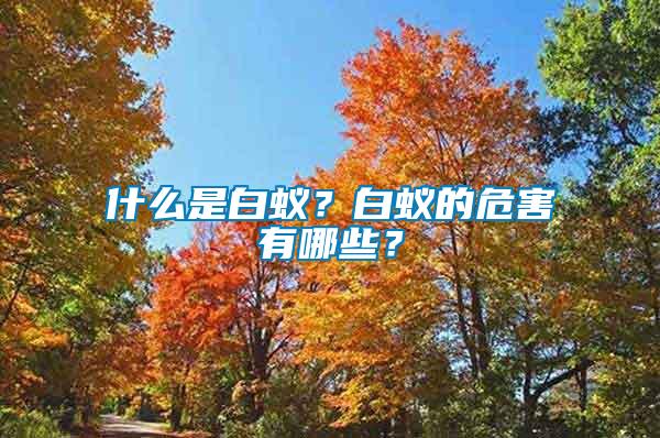 什么是白蟻？白蟻的危害有哪些？