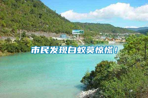 市民發現白蟻莫驚慌！