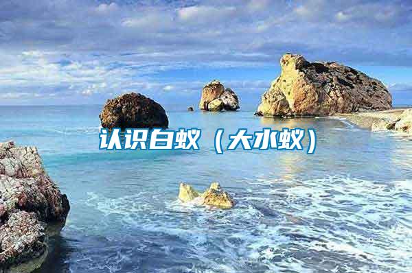 認(rèn)識(shí)白蟻（大水蟻）