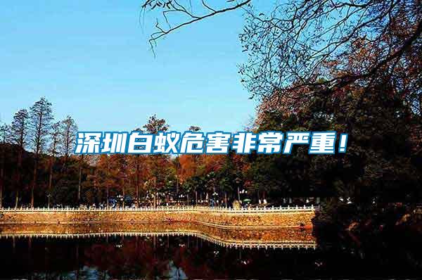 深圳白蟻危害非常嚴重！