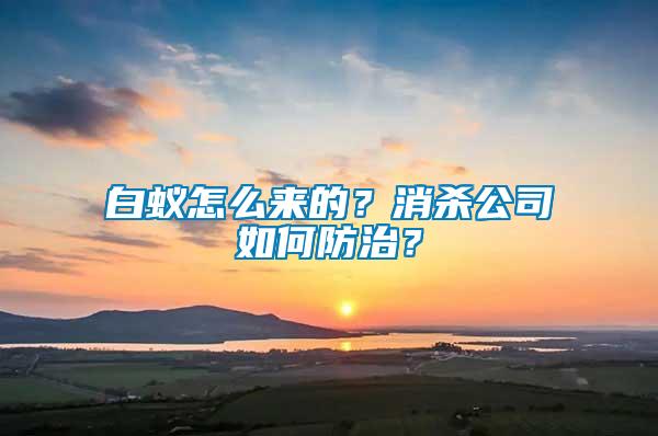 白蟻怎么來的？消殺公司如何防治？