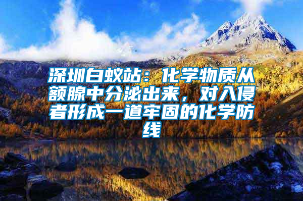 深圳白蟻站：化學(xué)物質(zhì)從額腺中分泌出來，對入侵者形成一道牢固的化學(xué)防線