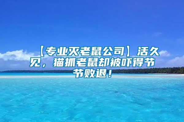 【專業滅老鼠公司】活久見，貓抓老鼠卻被嚇得節節敗退！