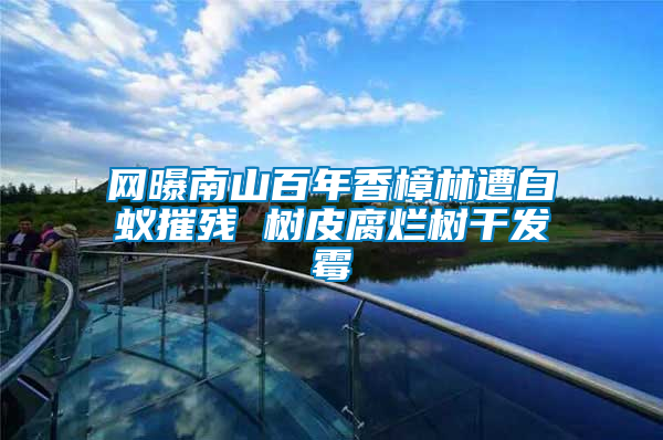網曝南山百年香樟林遭白蟻摧殘 樹皮腐爛樹干發霉