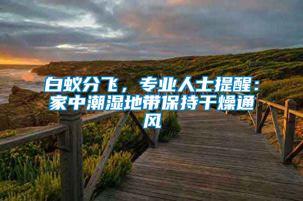 白蟻分飛，專業人士提醒：家中潮濕地帶保持干燥通風