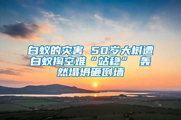 白蟻的災害 50歲大樹遭白蟻掏空難“站穩” 轟然塌坍砸倒墻