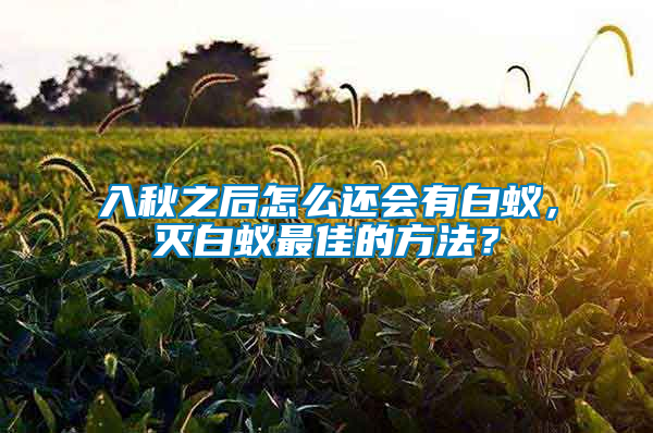 入秋之后怎么還會有白蟻，滅白蟻最佳的方法？