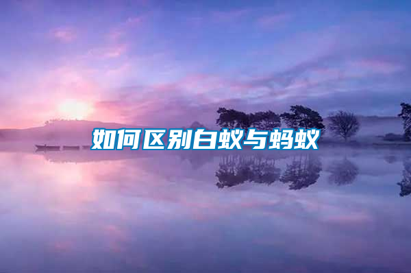 如何區別白蟻與螞蟻
