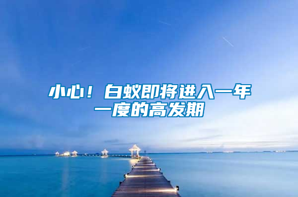 小心！白蟻即將進入一年一度的高發期