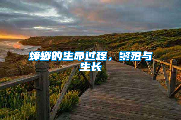 蟑螂的生命過程，繁殖與生長