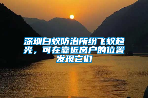 深圳白蟻防治所紛飛蟻趨光，可在靠近窗戶的位置發現它們
